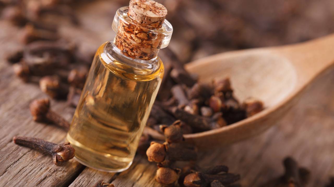 Como espantar moscas com cravo e álcool? Descubra a ciência do eugenol e o passo a passo da infusão caseira para proteger seus alimentos de forma segura em 2026.