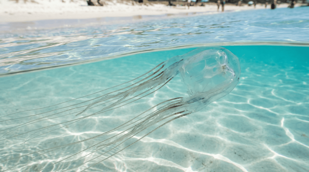 O toque direto com esses seres libera substâncias químicas complexas que penetram na derme, gerando um desconforto superior a qualquer outro incidente comum de verão