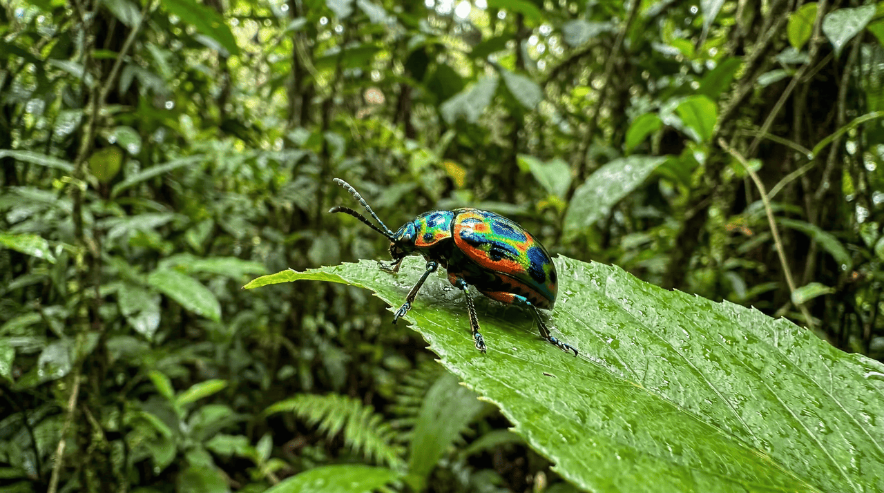 A elevação constante dos termômetros globais atinge de forma direta o metabolismo dos insetos, acelerando processos vitais a um ponto insustentável para a manutenção da vida