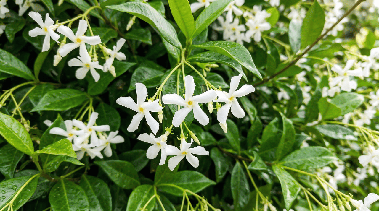 Apesar do nome popular, o jasmim-estrela não pertence à mesma família do jasmim verdadeiro.