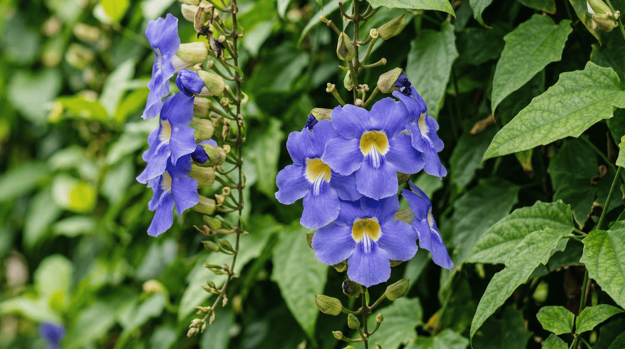 O grande diferencial da tumbérgia-azul em relação a outras trepadeiras ornamentais é a duração extraordinária da sua floração