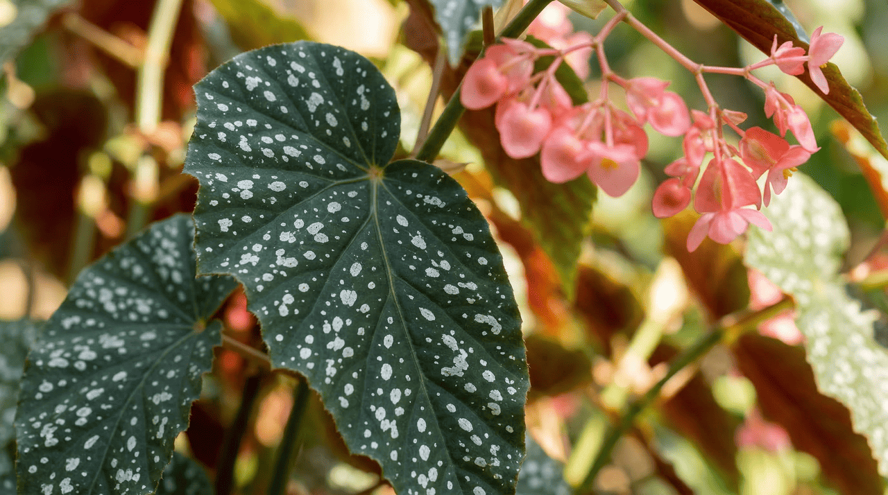 Um detalhe que diferencia jardineiros bem-sucedidos com begônias é a rega pela base.