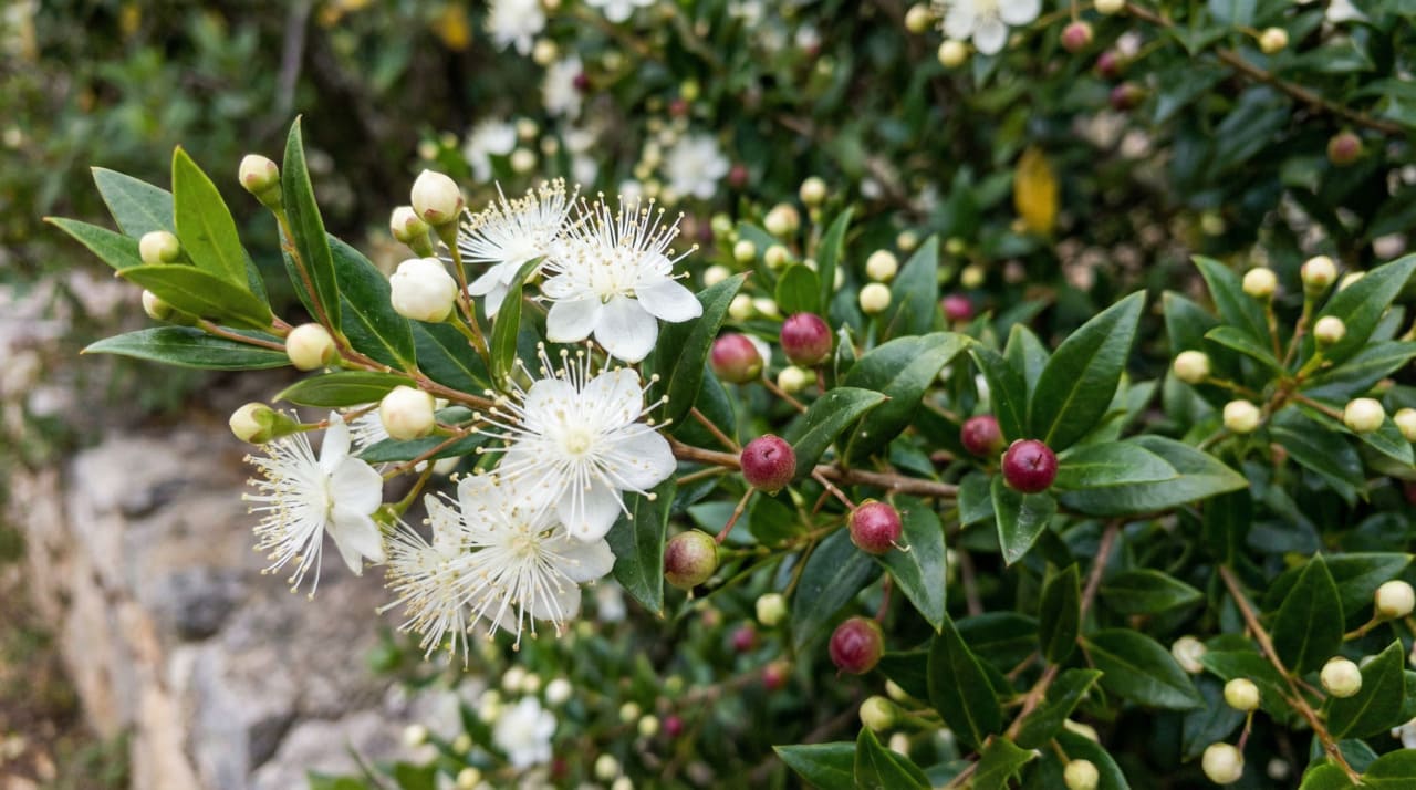 A murta é uma espécie de fácil cultivo que se adapta bem ao clima brasileiro