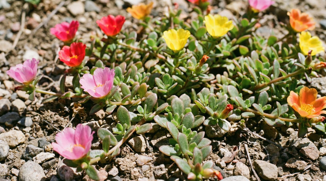A paleta de cores é um dos maiores atrativos dessa planta rasteira na jardinagem ornamental.