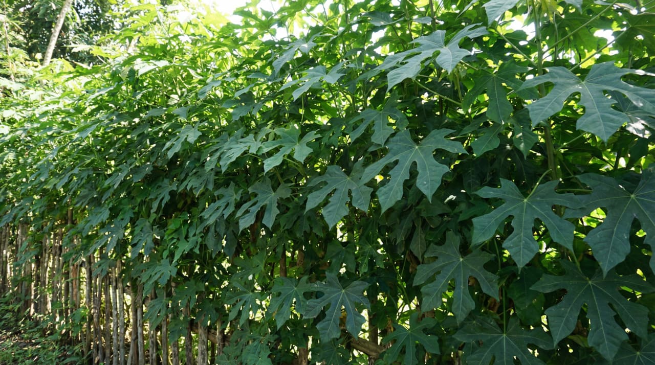 O cultivo é simples e acessível mesmo para iniciantes na jardinagem