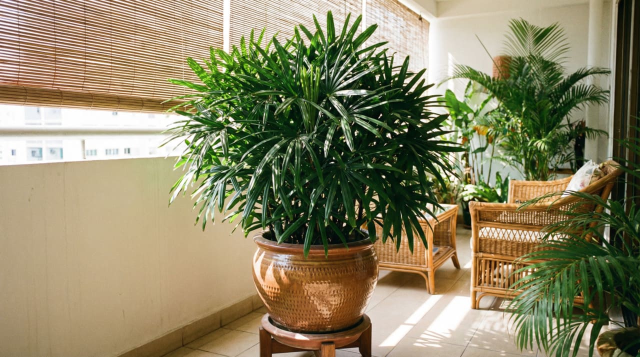 O sistema radicular da ráfis é a característica que a diferencia de todas as outras palmeiras populares na jardinagem brasileira