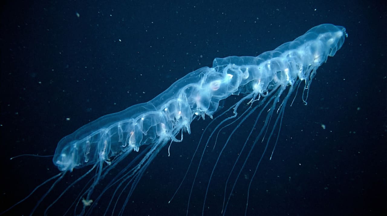 A utilização de lentes de cristal de safira e sensores ópticos de amplo espectro permitiu que os pesquisadores observassem a estrutura complexa do organismo com uma nitidez sem precedentes