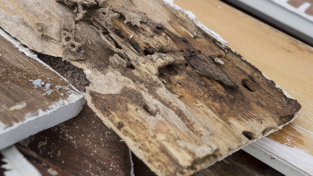 Como proteger MDF e MDP: mitos e verdades sobre o ataque de cupins em móveis planejados