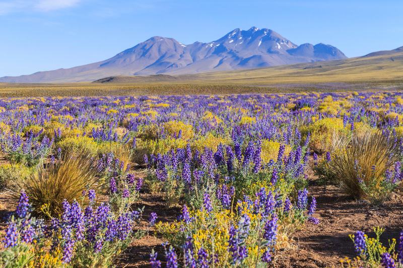 Deserto do Atacama geralmente fica florido durante a primavera