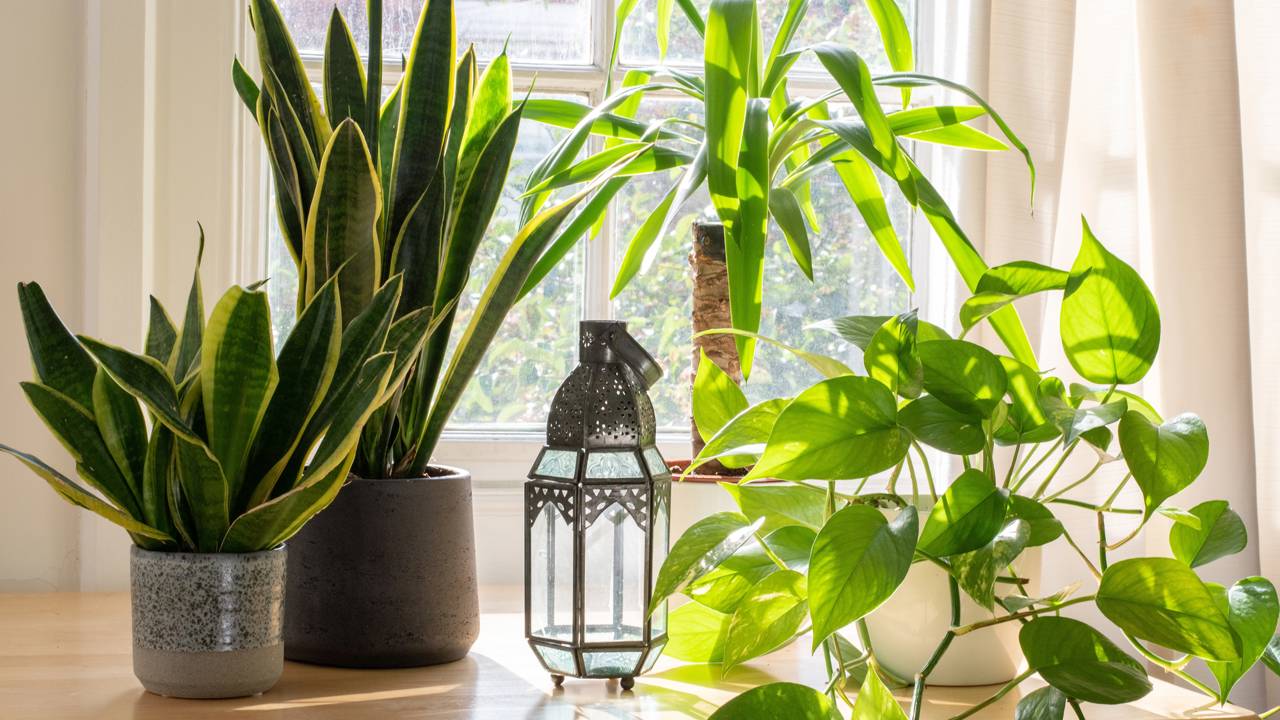 3 erros comuns ao posicionar a Espada de São Jorge que você deve evitar.