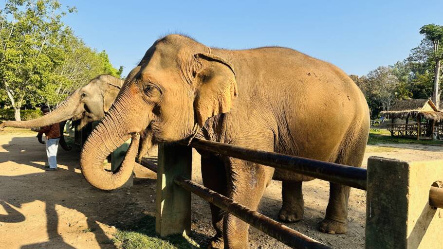 Elefantes do Santuário Kanta, em Chiang Mai, na Tailândia