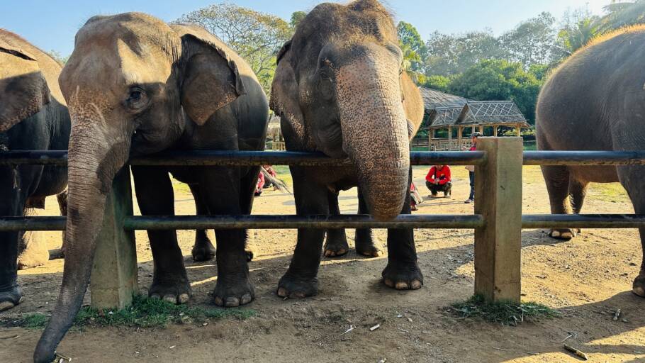Cada elefante tem um cuidador, e os custos para manter um animal desses é alto; santuário recebe turistas que ajudam nos custos dos animais