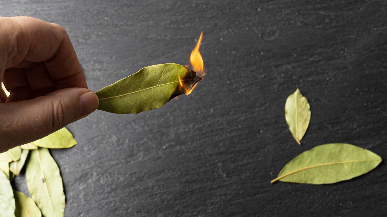 Ritual do louro seco: passo a passo seguro para perfumar e relaxar seu ambiente hoje.