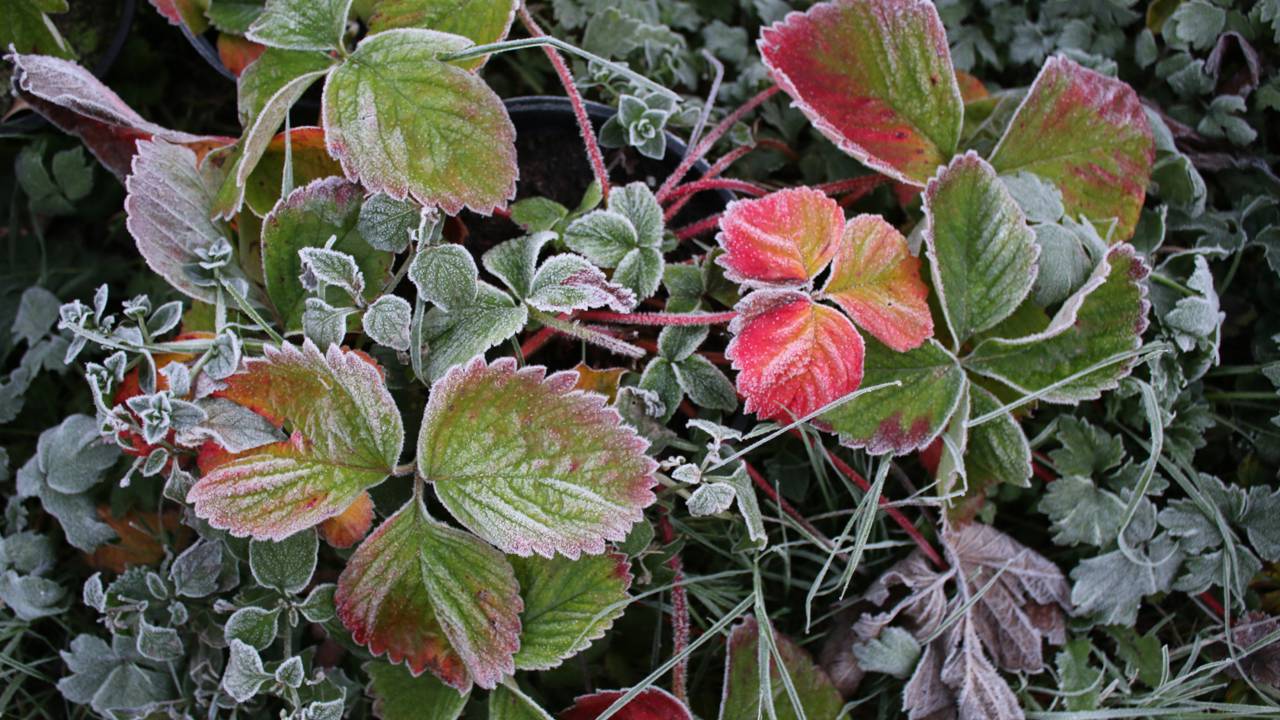 Guia de emergência: tudo sobre queda de folhas em 2 minutos. Aprenda a avaliar o substrato, identificar pragas e ajustar a iluminação para recuperar o verde da sua casa hoje mesmo.