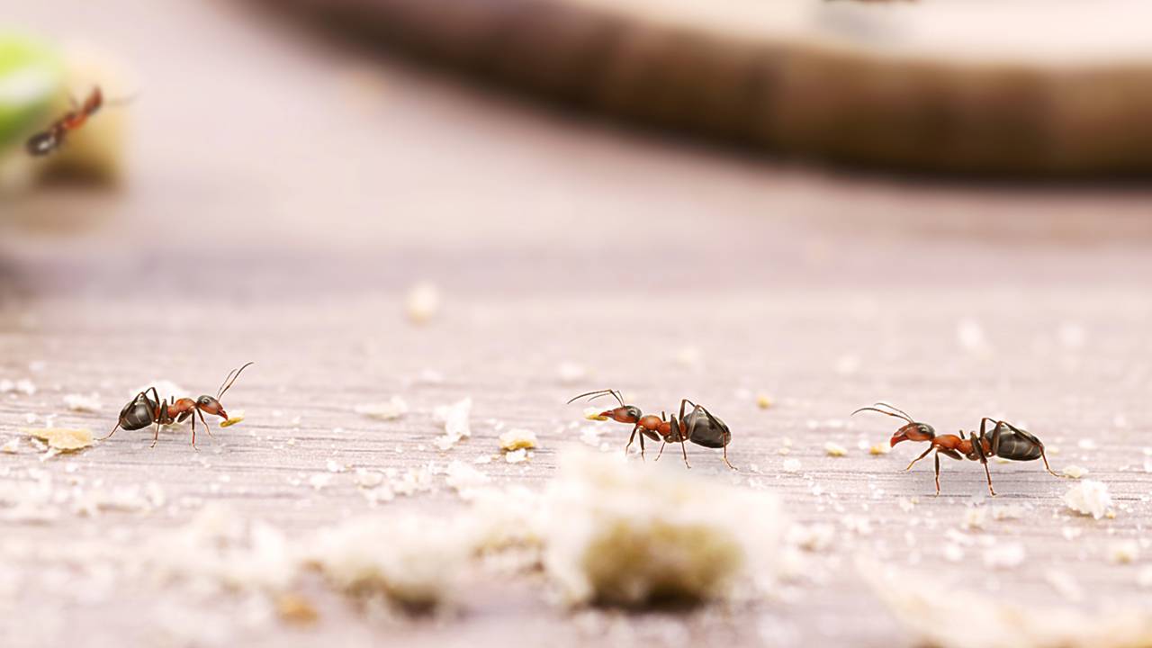 3 passos para eliminar trilhas de formigas na bancada sem contaminar seus alimentos