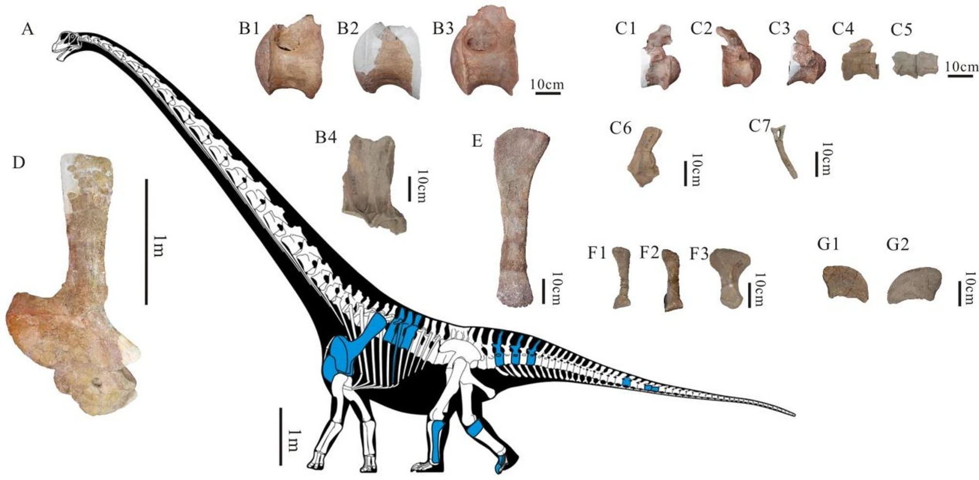 Restos fósseis de Tongnanlong zhimingi (TNM 0254). (A) Contornos esqueléticos mostrando elementos recuperados em cor azul. A reconstrução esquelética é a escala proporcional de Mamenchisaurus youngi
