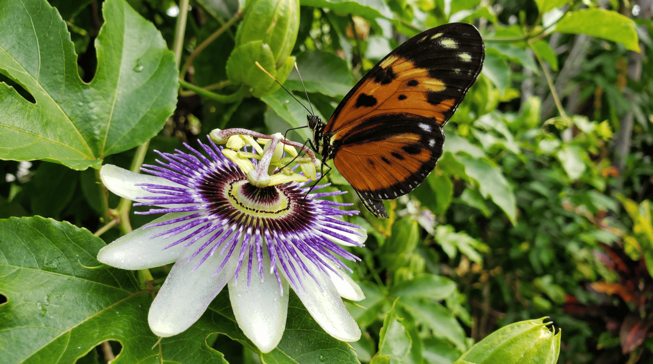 O maracujá é considerado uma planta hospedeira fundamental para borboletas do gênero Heliconius