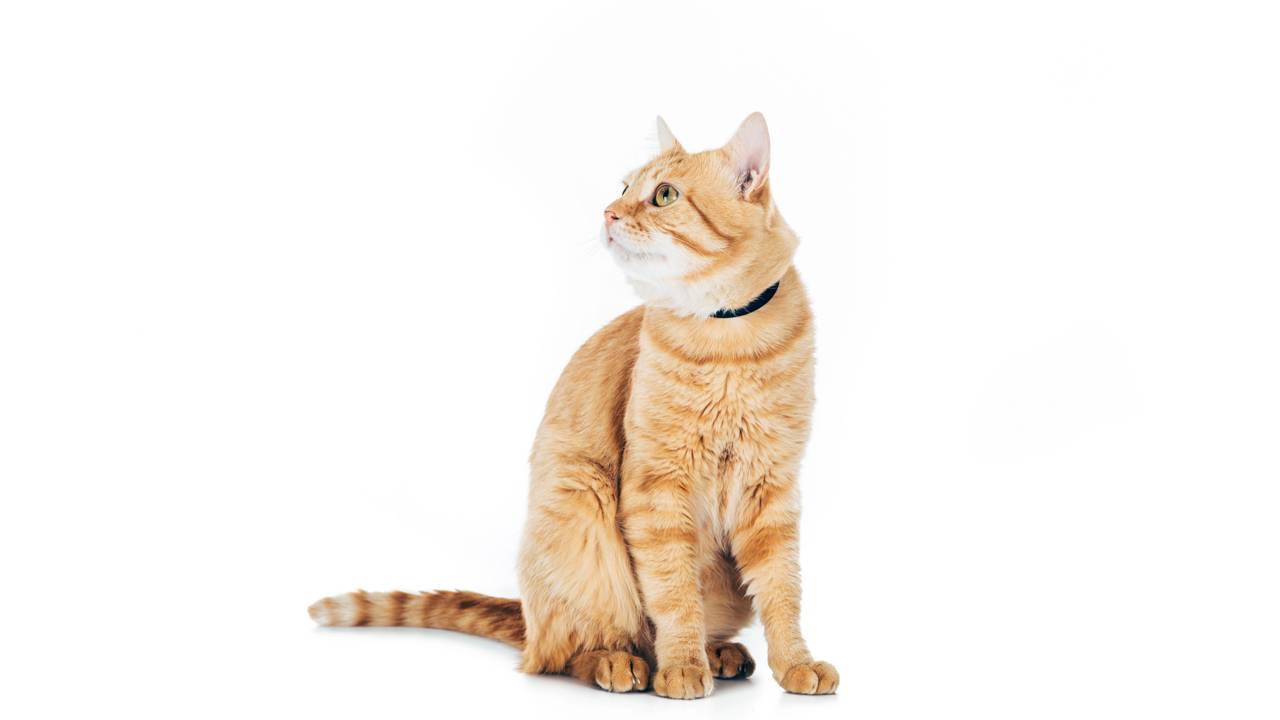 Acabe com o mistério dos arranhões na porta. Entenda o que significa o gato sentinela no banheiro e o sinal vermelho para o estresse extremo.