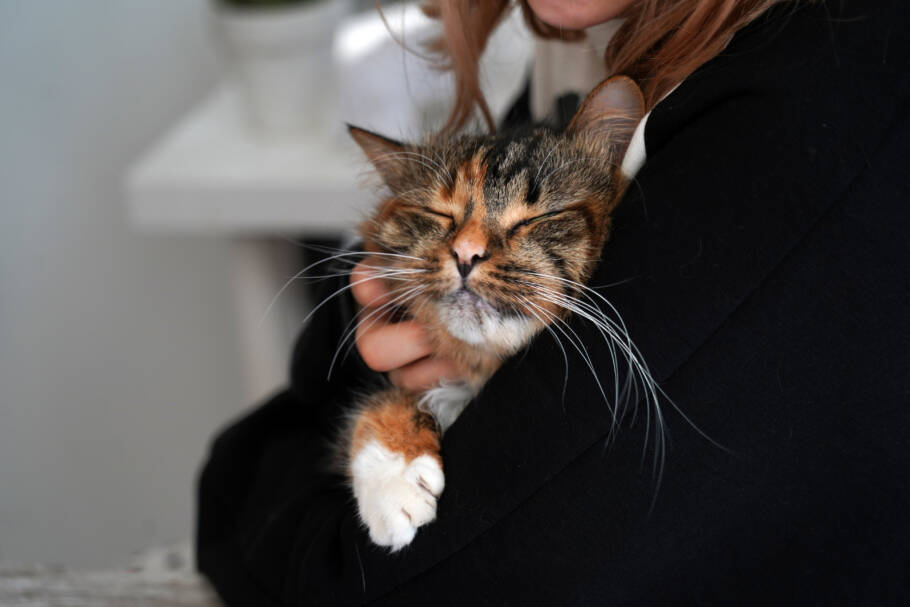Gatos também podem ronronar quando estão com dor