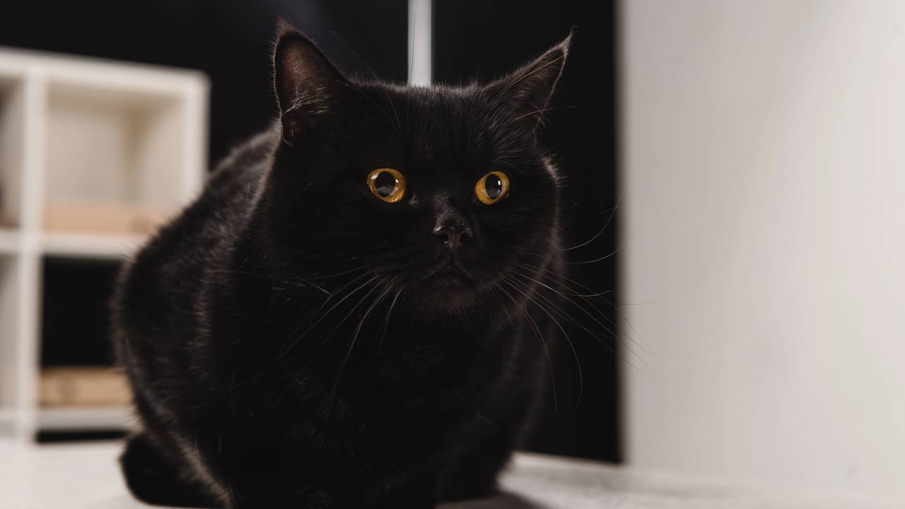 Guia rápido sobre gatos pretos em 2 minutos. Entenda por que o azar é apenas uma "ilusão de coincidência" e confira 5 atitudes práticas para proteger esses animais de maus-tratos e estigmas.