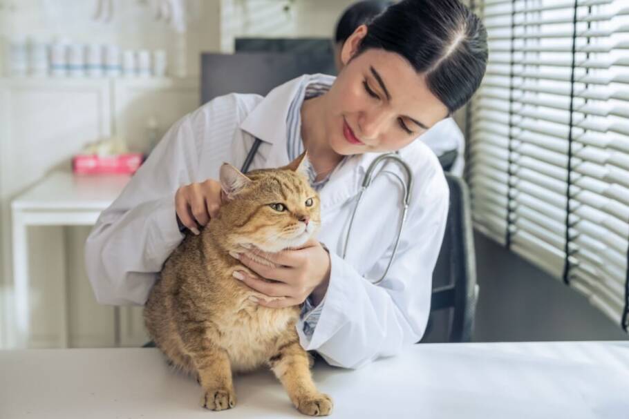 Ao notar o pet respirar com dificuldade, é importante levá-lo ao atendimento veterinário (Imagem: Mongkolchon Akesin | Shutterstock)