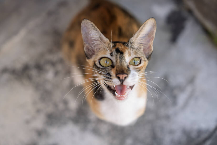 Gatos miam principalmente para se comunicar com os humanos