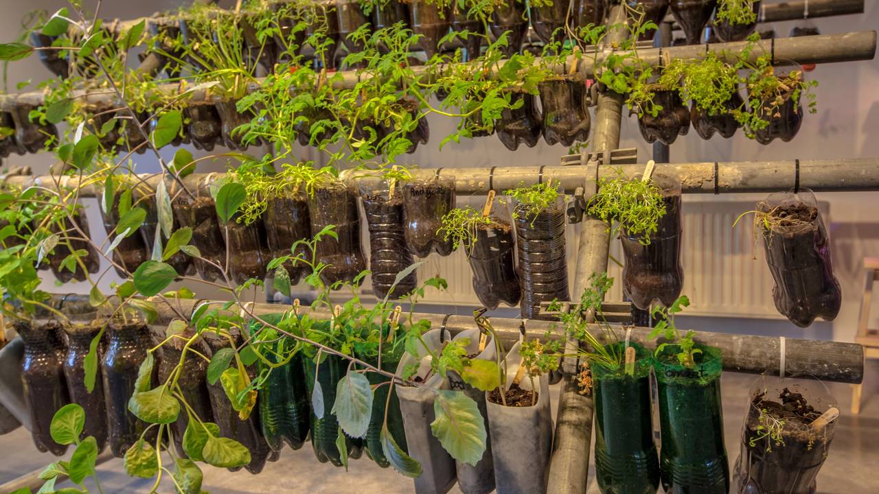 Uma casa com vida exige o contato com o cultivo do próprio alimento. Saiba como transformar garrafas velhas em vasos produtivos e proteja a saúde da sua família.