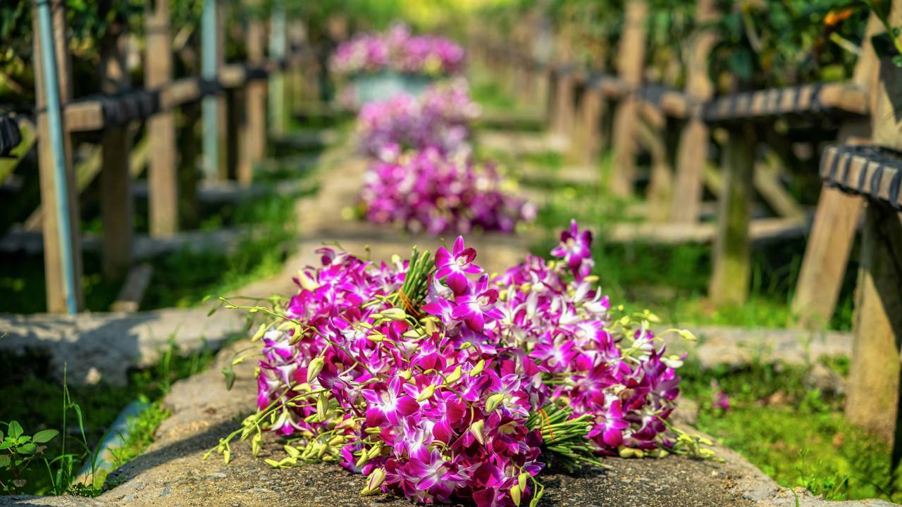 Orquidário na varanda ou quintal? Veja como aproveitar 2 m² para cultivar espécies raras com baixo investimento.