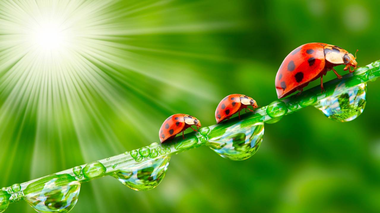 Guia rápido: o que fazer quando uma joaninha pousa em você? Em 2 minutos, entenda o simbolismo de sorte e como fazer um desejo enquanto esse pequeno protetor das plantas visita sua casa.
