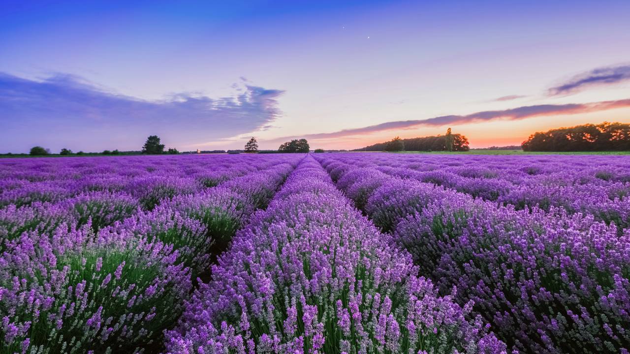 Lavanda e espiritualidade: saiba o que o aroma súbito representa na limpeza energética e quando a repetição do cheiro exige uma avaliação médica em 2026.