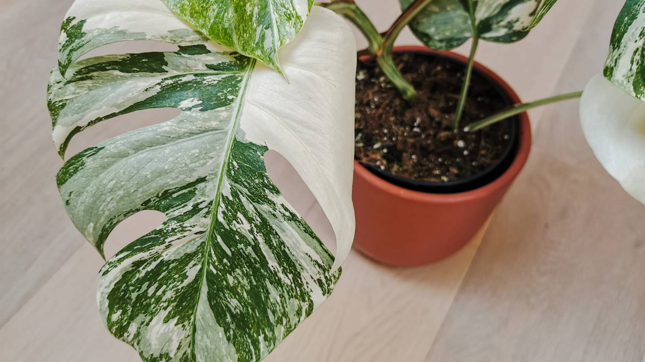 Você sabia que uma única planta pode valer mais que um carro de luxo? Saiba o que torna a Monstera Variegata e outras espécies tão desejadas por colecionadores.