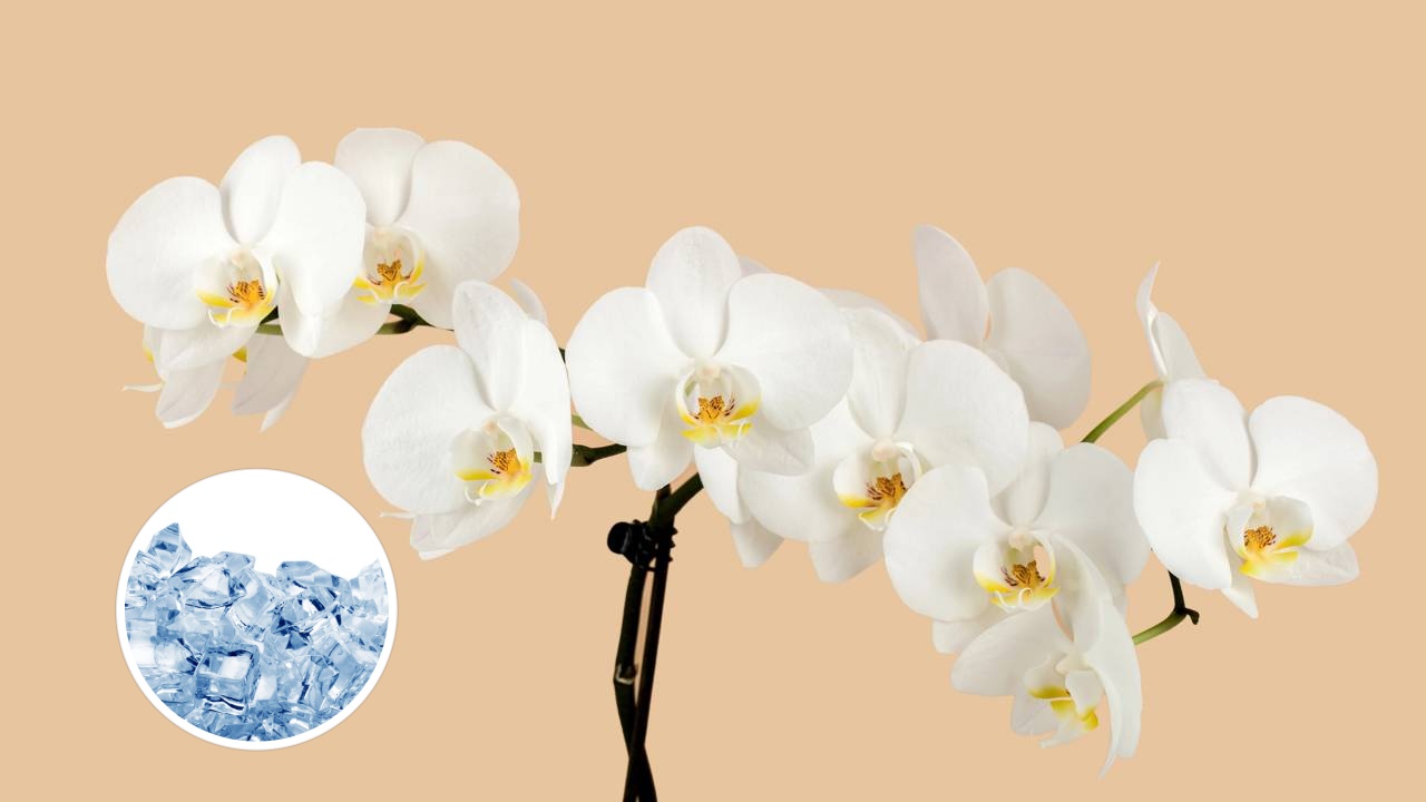 Guia de floração de orquídeas 2026: use o truque do gelo para estimular novos brotos e manter a assepsia do seu jardim vertical com praticidade e baixo custo.