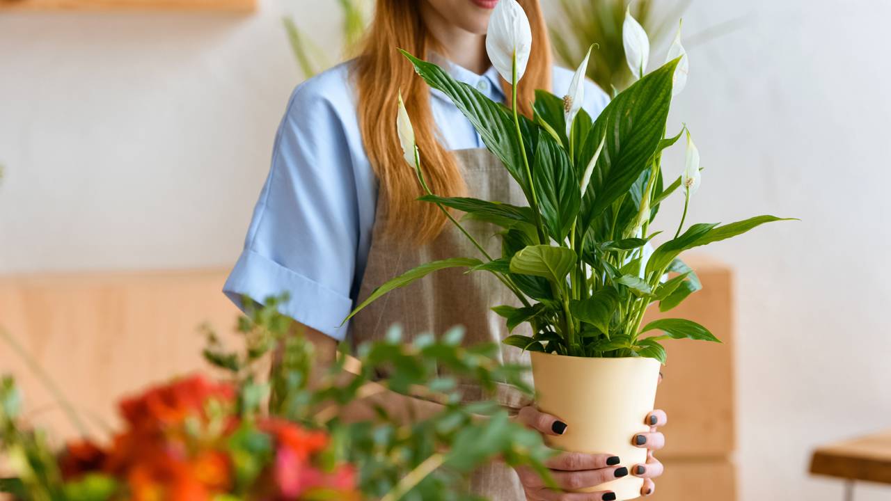 O impacto do “vício verde” na decoração clean: como manter a sofisticação sem lotar a casa de vasos.