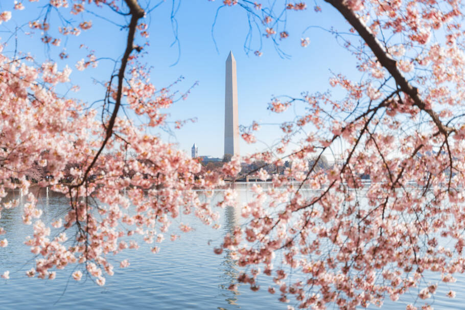 National Cherry Blossom Festival acontece entre 20 de março e 12 de abril