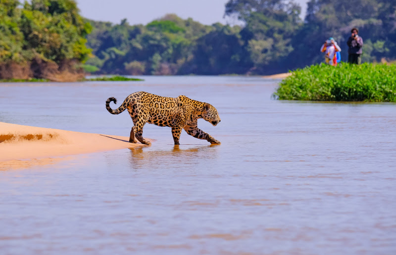 A escassez hídrica torna a estação seca a época de ouro para avistar grandes mamíferos, como a onça-pintada