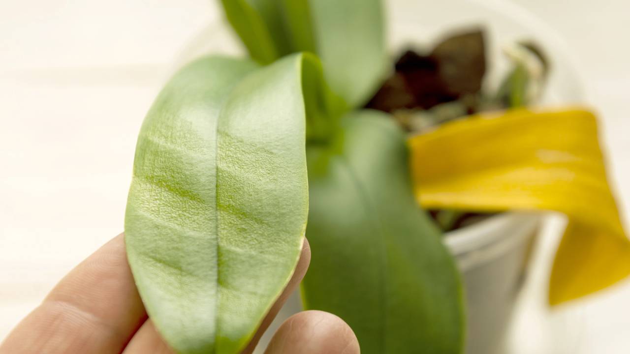 A ciência do velame: entenda por que as raízes da orquídea precisam de ar para não murchar.