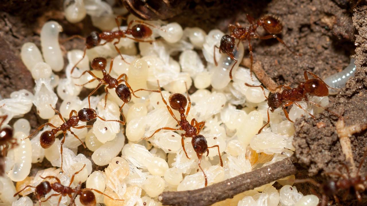 Saiba diferenciar o movimento natural das formigas de uma invasão real e aprenda a eliminar focos de umidade que atraem colônias para as frestas.