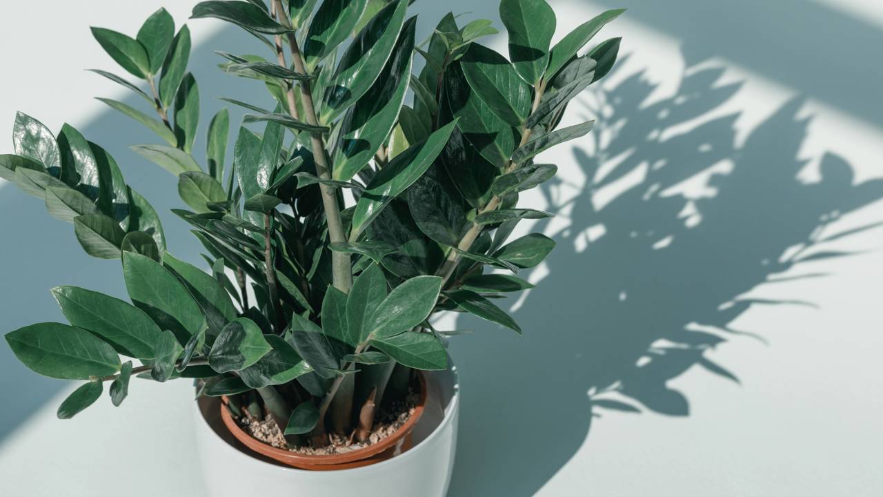 Você sabia que pouca luz faz a planta “estacionar”? Entenda a relação entre fotossíntese e o tamanho das folhas e descubra como ajustar a iluminação para sua planta voltar a brotar.