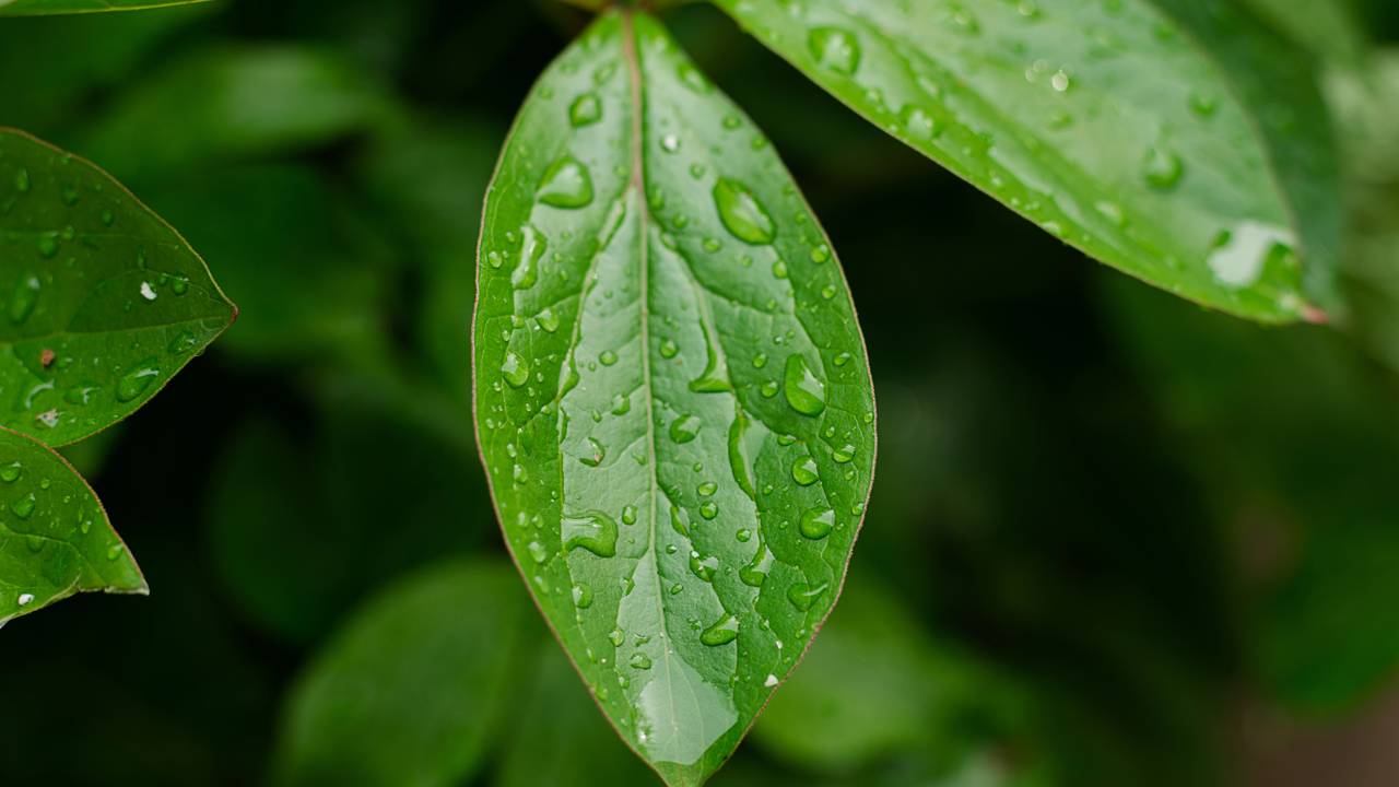 Guia rápido: planta “suando” água em 2 minutos. Saiba como diferenciar excesso de adubo de um sinal de cura emocional, e aprenda a equilibrar o manejo técnico com a paz do ambiente.