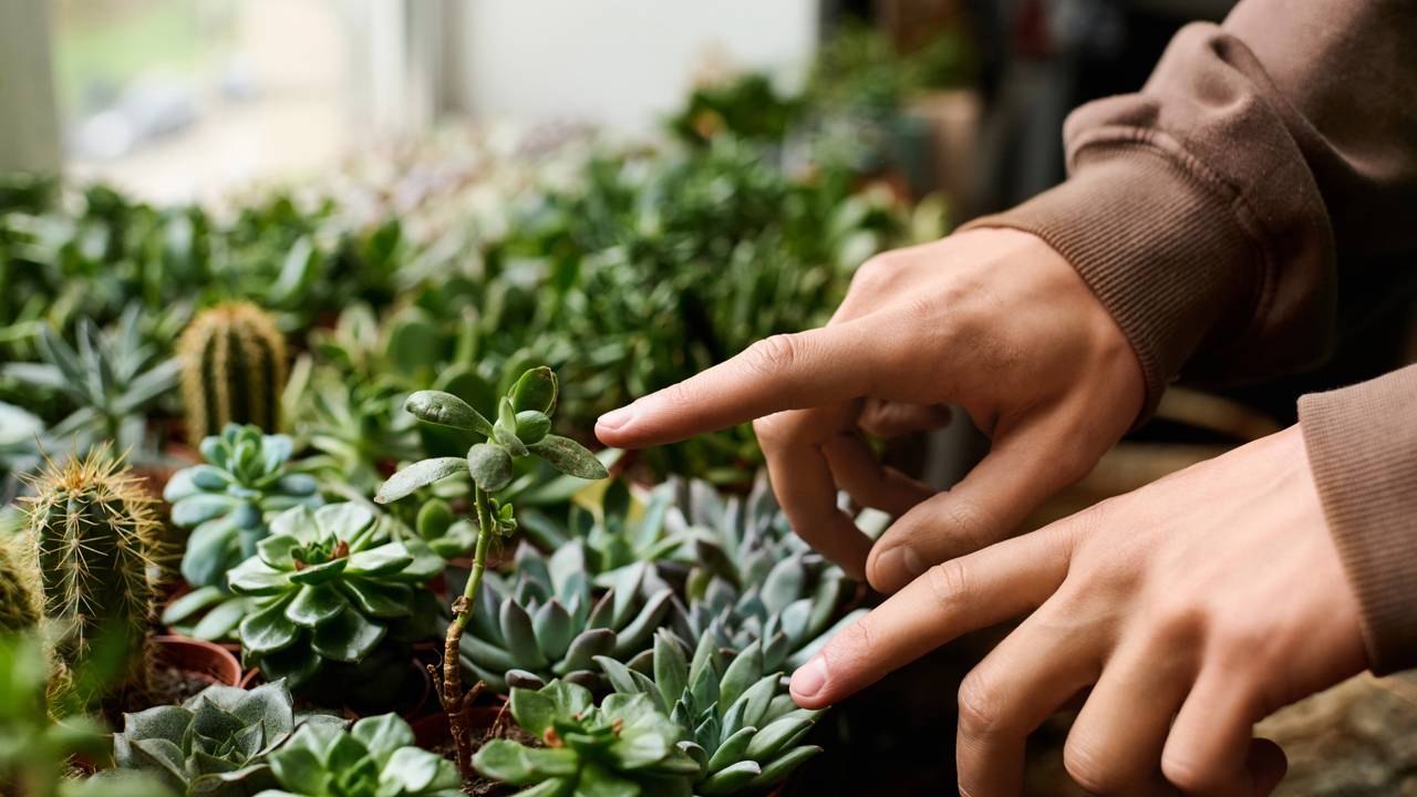 Pare de lutar contra caules finos e tortos na sua decoração. Saiba como identificar o estiolamento e aplique o método da vovó para ter vasos densos e saudáveis.