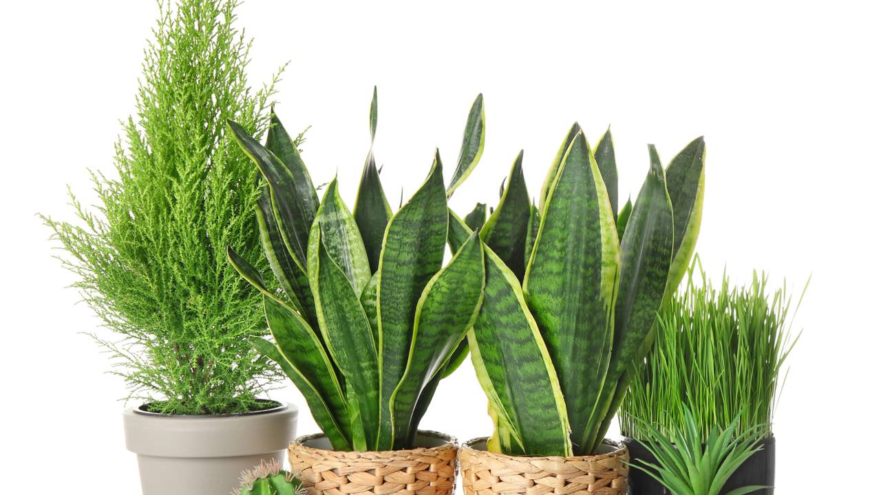 De acordo com a NASA, estas plantas eliminam toxinas que o seu aspirador não alcança.