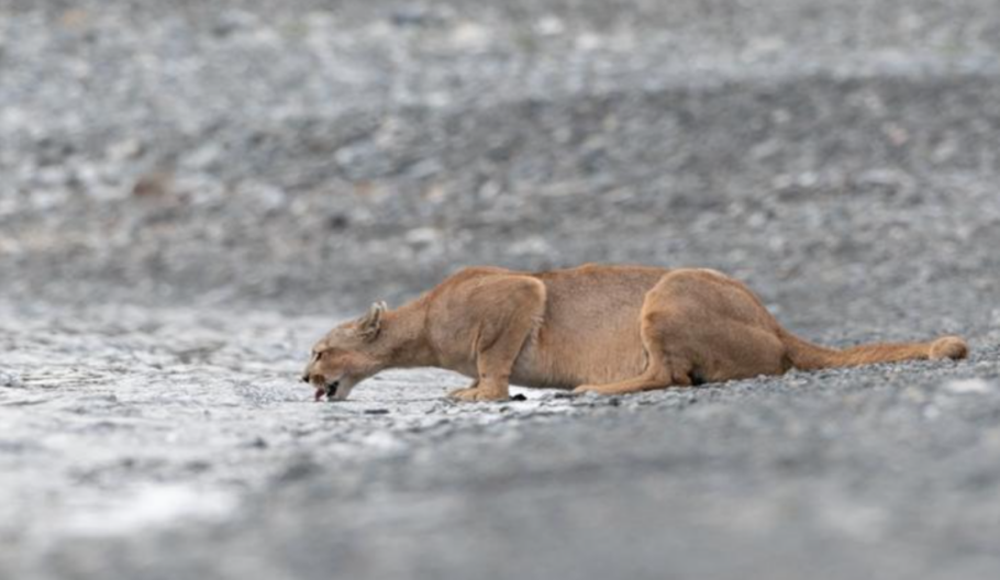 A idéia é observar o comportamento natural do animal em Torres del Paine, a terra do puma