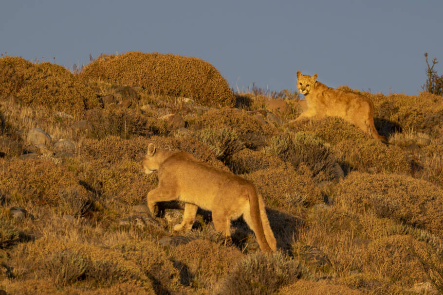 Ao avistar, visitante nunca se agache nem vire as costas, ensina Victor; veja mais fotos