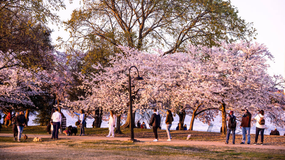 A primavera é a época mais agradáveis para visitar Washington, D.C.