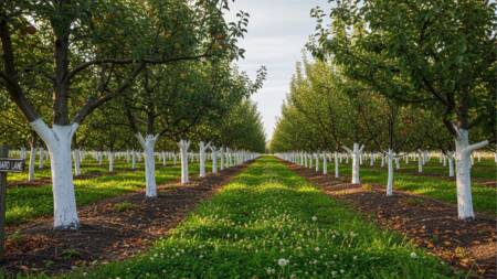 A cor branca reflete a luz solar e reduz o aquecimento do tronco