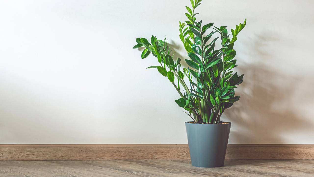 Por que a Zamioculca é a planta ideal para iniciantes e como seu simbolismo de crescimento sólido impacta sua rotina