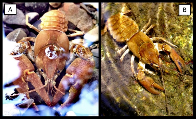 Lagostim italiano (Austropotamobius fulcisianus fulcisianus), fotografado em sua área nativa (A, Apeninos Noroeste) e em sua área não nativa espanhola (B, Península Ibérica Nordeste).