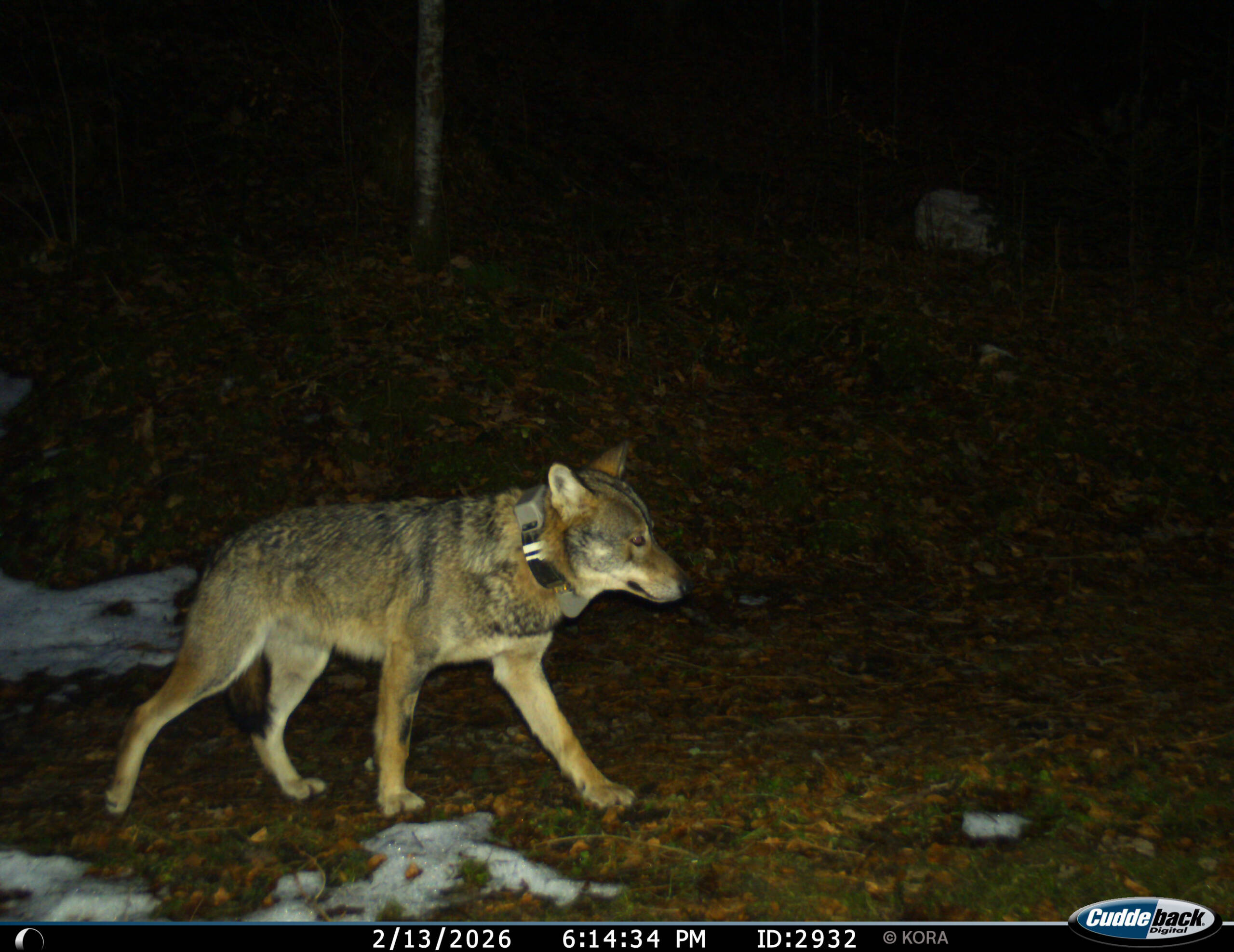 A caminhada levou a M637 mais ao sul, dentro do maciço do Rigi.