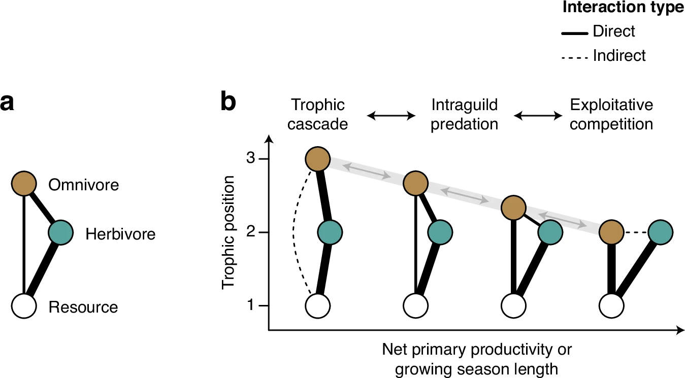 Esquema de uma simples teia trófica de alimento com onívora contendo um recurso basal, um herbívoro e um predador de topo onívoro.