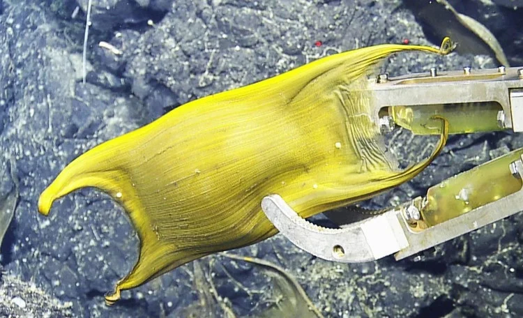 O comportamento de postura de ovos das raias-brancas-do-pacífico raramente é observado na natureza. Os especialistas geralmente registram casos de postura individual de ovos no fundo do mar, raramente descobrindo milhares de ovos como este.